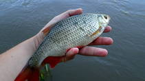 foto/diskuze/z_lovu/2013/th-img99239.jpg