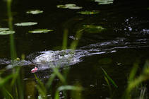 foto/diskuze/z_lovu/2013/th-img99293.jpg
