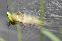 foto/diskuze/z_lovu/2013/th-img99299.jpg