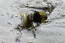 foto/diskuze/z_lovu/2013/th-img99304.jpg