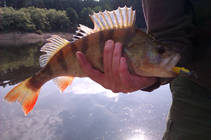 foto/diskuze/z_lovu/2013/th-img99327.jpg