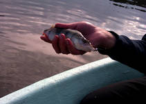 foto/diskuze/z_lovu/2013/th-img99330.jpg