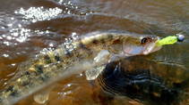 foto/diskuze/z_lovu/2013/th-img99438.jpg