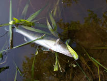 foto/diskuze/z_lovu/2013/th-img99450.jpg