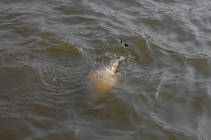 foto/diskuze/z_lovu/2013/th-img99461.jpg