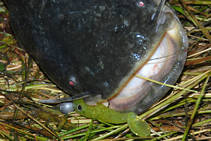 foto/diskuze/z_lovu/2013/th-img99484.jpg