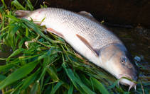 foto/diskuze/z_lovu/2013/th-img99488.jpg