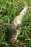 foto/diskuze/z_lovu/2013/th-img99508.jpg