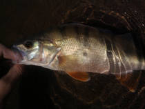 foto/diskuze/z_lovu/2013/th-img99512.jpg