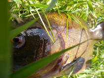 foto/diskuze/z_lovu/2013/th-img99540.jpg
