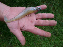 foto/diskuze/z_lovu/2013/th-img99594.jpg