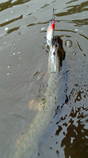 foto/diskuze/z_lovu/2013/th-img99730.jpg