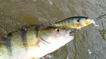 foto/diskuze/z_lovu/2013/th-img99740.jpg