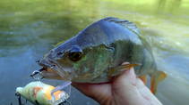 foto/diskuze/z_lovu/2013/th-img99762.jpg