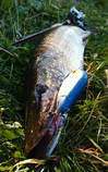 foto/diskuze/z_lovu/2013/th-img99812.jpg