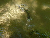 foto/diskuze/z_lovu/2013/th-img99904.jpg