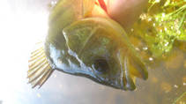 foto/diskuze/z_lovu/2013/th-img99909.jpg