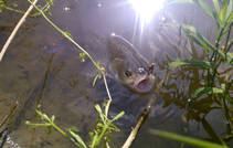foto/diskuze/z_lovu/2013/th-img99949.jpg