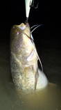 foto/diskuze/z_lovu/2013/th-img99953.jpg