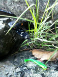foto/diskuze/z_lovu/2013/th-img99968.jpg