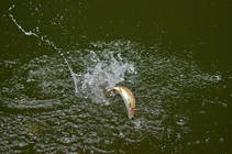 foto/diskuze/z_lovu/2013/th-img99979.jpg