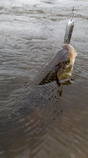foto/diskuze/z_lovu/2013/th-img99990.jpg