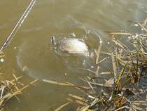 foto/diskuze/z_lovu/2014/th-img105375.jpg