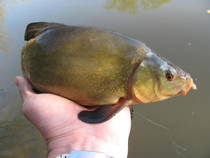 foto/diskuze/z_lovu/2014/th-img106040.jpg