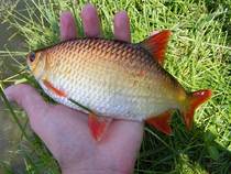 foto/diskuze/z_lovu/2014/th-img107286.jpg