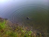 foto/diskuze/z_lovu/2014/th-img108300.jpg