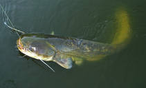 foto/diskuze/z_lovu/2014/th-img108315.jpg