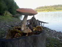 foto/diskuze/z_lovu/2014/th-img108407.jpg