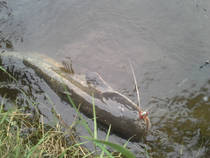 foto/diskuze/z_lovu/2014/th-img108646.jpg