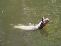foto/diskuze/z_lovu/2014/th-img108931.jpg