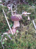 foto/diskuze/z_lovu/2014/th-img109022.jpg