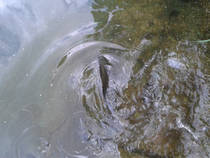 foto/diskuze/z_lovu/2014/th-img109112.jpg