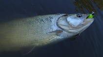 foto/diskuze/z_lovu/2014/th-img109218.jpg