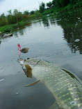 foto/diskuze/z_lovu/2014/th-img109308.jpg