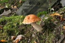 foto/diskuze/z_lovu/2014/th-img109407.jpg