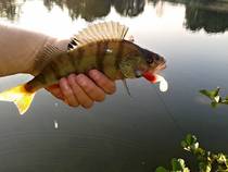 foto/diskuze/z_lovu/2014/th-img109521.jpg