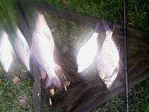 foto/diskuze/z_lovu/2014/th-img109532.jpg
