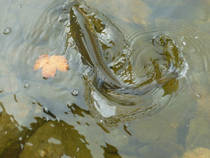 foto/diskuze/z_lovu/2014/th-img109684.jpg
