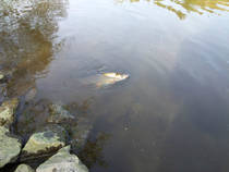 foto/diskuze/z_lovu/2014/th-img110004.jpg