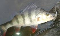 foto/diskuze/z_lovu/2014/th-img111036.jpg