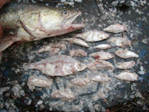 foto/diskuze/z_lovu/2014/th-img111153.jpg