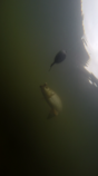 foto/diskuze/z_lovu/2015/th-img112380.png