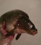foto/diskuze/z_lovu/2015/th-img113700.png