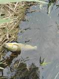 foto/diskuze/z_lovu/2016/th-img119090.jpg