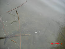 foto/diskuze/z_lovu/2016/th-img119419.jpg