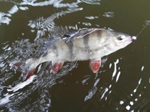 foto/diskuze/z_lovu/2016/th-img121492.jpg